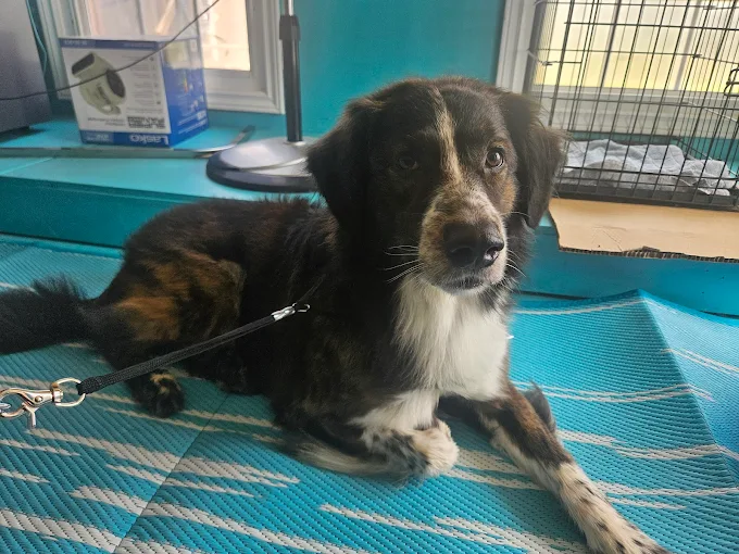Black and white dog relaxing after grooming