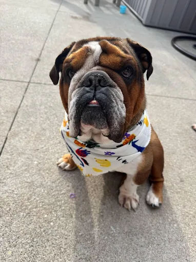 Bulldog wearing a white bandana after grooming